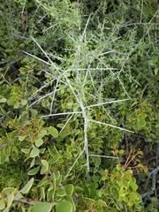 Condalia globosa globosa
