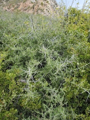 Condalia globosa globosa