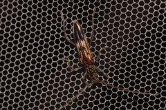 Coptocercus rubripes