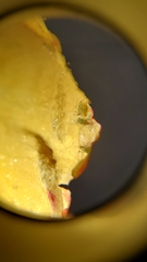 Aphididae