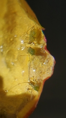 Aphididae