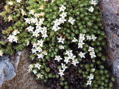 Kelleria croizatii
