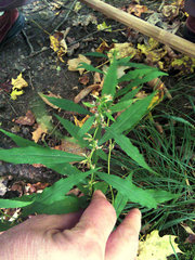 Solidago caesia caesia