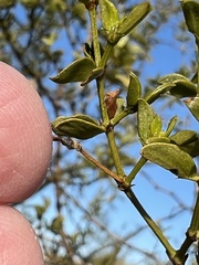 Multareoides bifurcatus