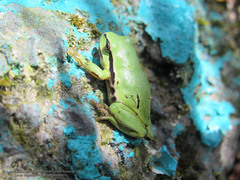 Hyla plicata