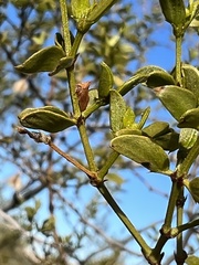 Multareoides bifurcatus