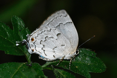 Ostrinotes sophocles
