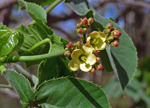 Jatropha macrocarpa, photograph 3