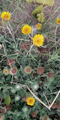 Grindelia aegialitis