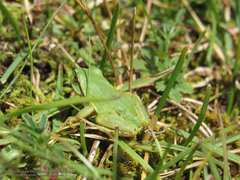 Hyla plicata