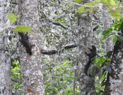 Heliosciurus rufobrachium