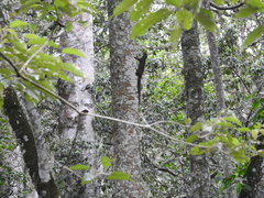 Heliosciurus rufobrachium