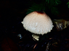 Lepiota castanea
