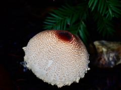 Lepiota castanea
