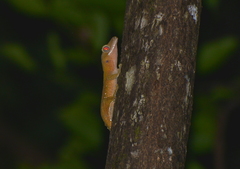 Correlophus ciliatus