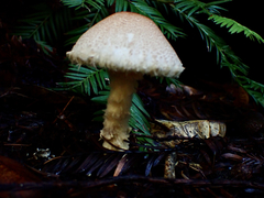 Lepiota castanea