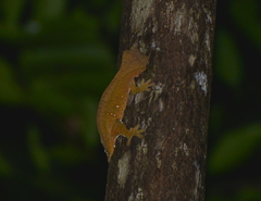 Correlophus ciliatus