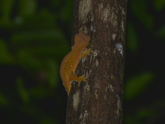 Correlophus ciliatus