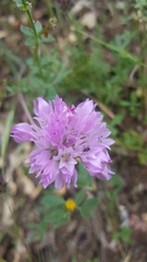 Allium serra