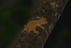 Correlophus ciliatus