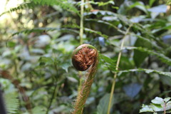 Alsophila spinulosa