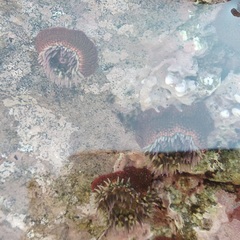 Bunodosoma californica