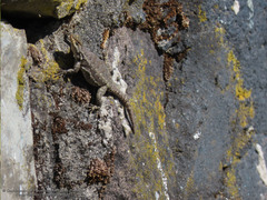 Sceloporus palaciosi