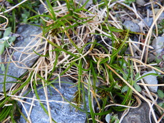 Carex drucei