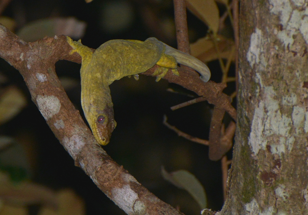 Gecko à museau rugueux (Rhacodactylus trachyrhynchus)