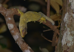 Rhacodactylus trachyrhynchus