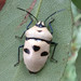 Death Head Bug - Photo (c) portioid, some rights reserved (CC BY-SA), uploaded by portioid