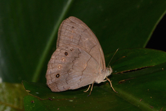 Pseudodebis valentina