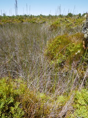 Prasophyllum hectorii