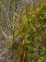 Prasophyllum hectorii