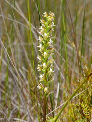 Prasophyllum hectorii