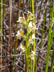 Prasophyllum hectorii