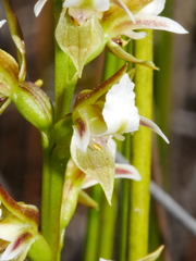 Prasophyllum hectorii