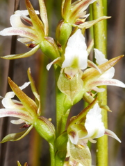 Prasophyllum hectorii