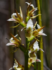 Prasophyllum hectorii