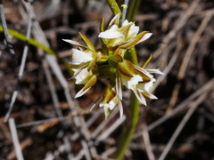 Prasophyllum hectorii