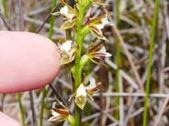 Prasophyllum hectorii
