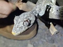 Strophurus krisalys