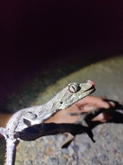 Strophurus krisalys