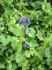 Delphinium bakeri