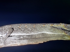 Strophurus krisalys