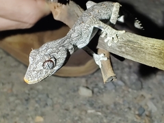 Strophurus krisalys