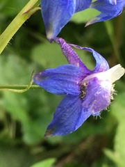 Delphinium bakeri