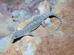 Gehyra robusta