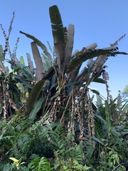 Musa acuminata zebrina