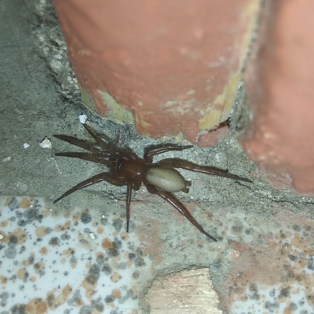 Spider